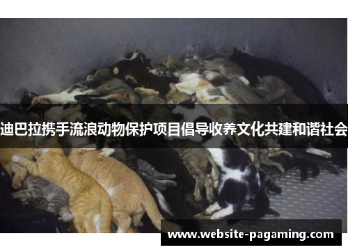 迪巴拉携手流浪动物保护项目倡导收养文化共建和谐社会